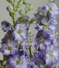 Stračka Fancy Purple Picotee - Delphinium consolida - semena stračky - 50 ks