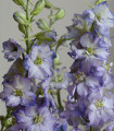 Stračka Fancy Purple Picotee - Delphinium consolida - semena stračky - 50 ks