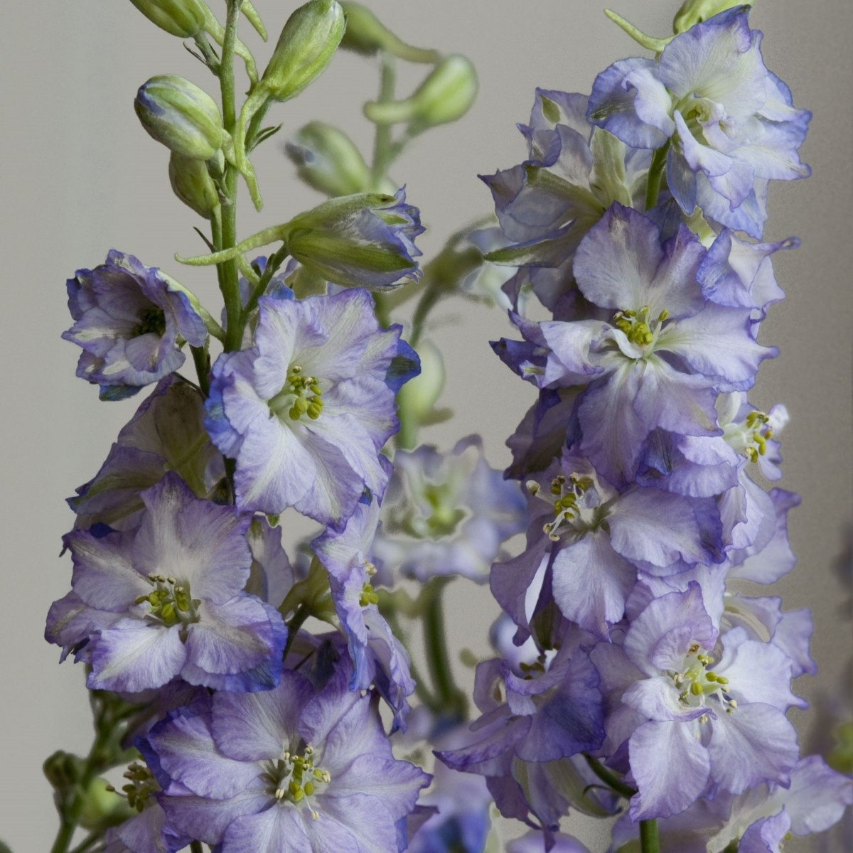 Stračka Fancy Purple Picotee - Delphinium consolida - semena stračky - 50 ks