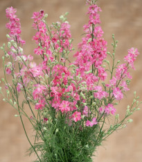 Stračka King Size Scarlet - Delphinium consolida - semena stračky - 50 ks