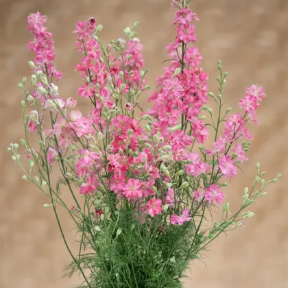 Stračka King Size Scarlet - Delphinium consolida - semena stračky - 50 ks