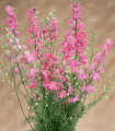 Stračka King Size Scarlet - Delphinium consolida - semena stračky - 50 ks