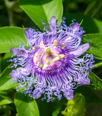 Mučenka pletní - passiflora incarnata - semena mučenky - 4 ks