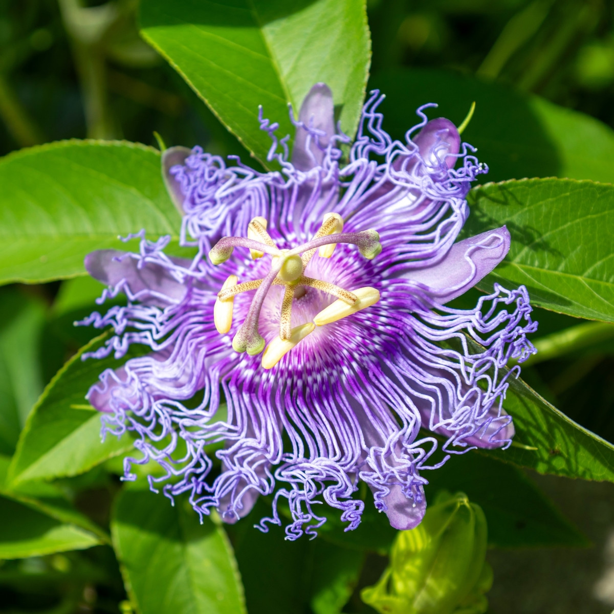 Mučenka pletní - passiflora incarnata - semena mučenky - 4 ks