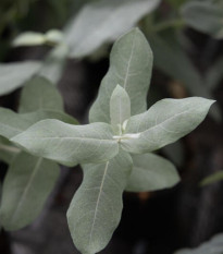 Eukalyptus globulus Styx - Blahovičník - Eucalyptus globulus - semena eukalyptu - 6 ks