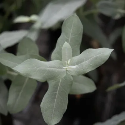 Eukalyptus globulus Styx - Blahovičník - Eucalyptus globulus - semena eukalyptu - 6 ks