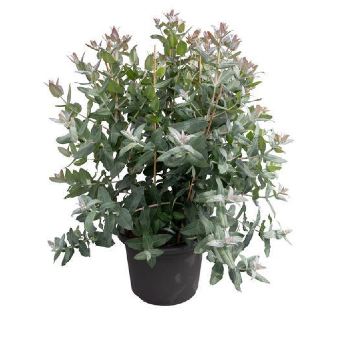 Eukalyptus globulus Styx - Blahovičník - Eucalyptus globulus - semena eukalyptu - 6 ks