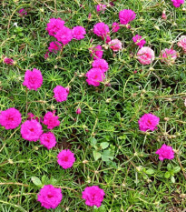 Šrucha zlatá Sundial Fuchsia F1 - Portulaca grandiflora - semena šruchy - 80 ks