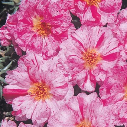 Šrucha zlatá Sundial Peppermint F1 - Portulaca grandiflora - semena šruchy - 80 ks