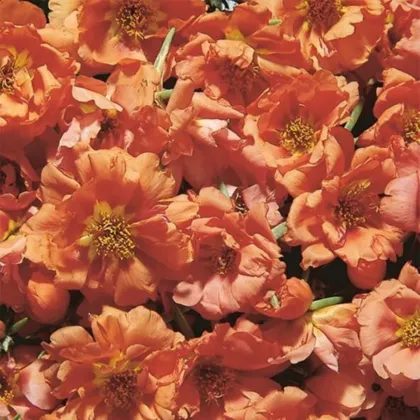 Šrucha zlatá Sundial Tangerine F1 - Portulaca grandiflora - semena šruchy - 80 ks