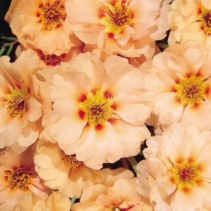 Šrucha zlatá Sundial Mango F1 - Portulaca grandiflora - semena šruchy - 80 ks