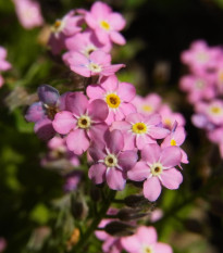 Poměnka lesní Rosylva - Myosotis sylvatica - semena pomněnky - 60 ks