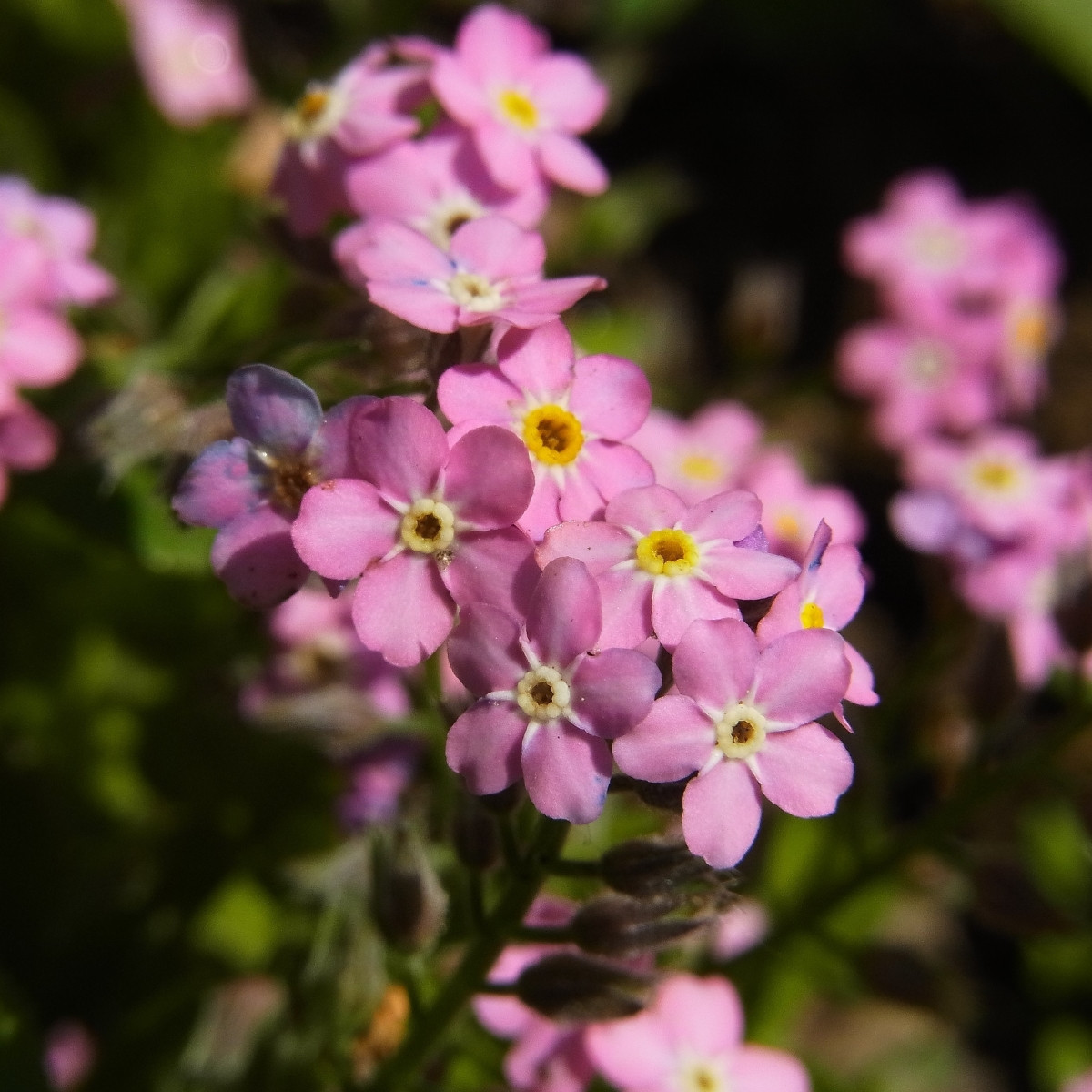 Poměnka lesní Rosylva - Myosotis sylvatica - semena pomněnky - 60 ks