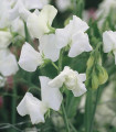 Hrachor Elegance White - Lathyrus odoratus - semena hrachoru - 20 ks