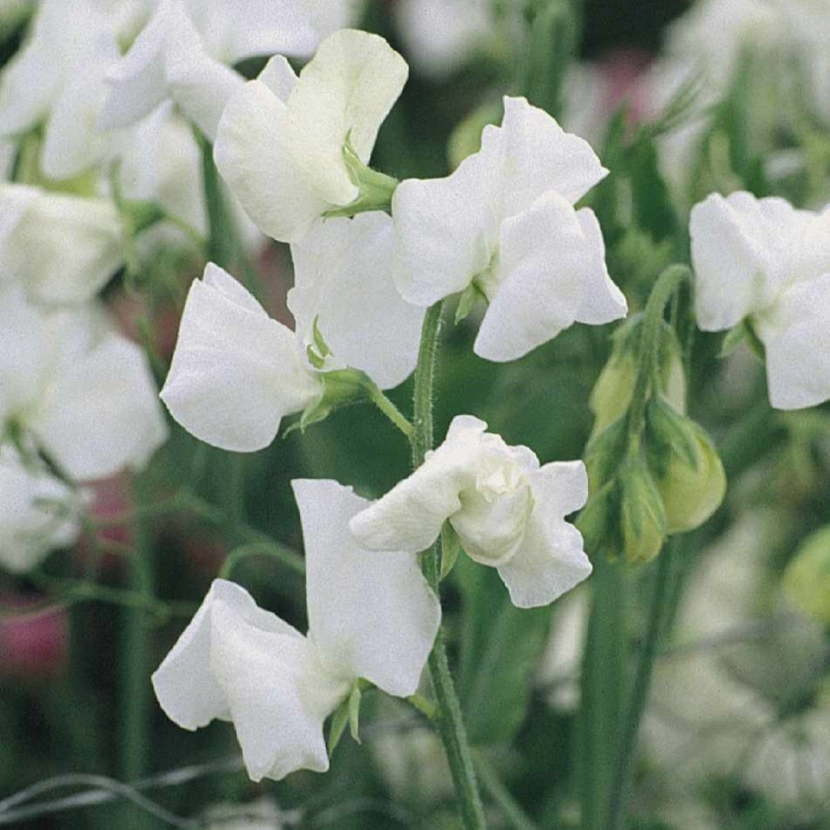 Hrachor Elegance White - Lathyrus odoratus - semena hrachoru - 20 ks