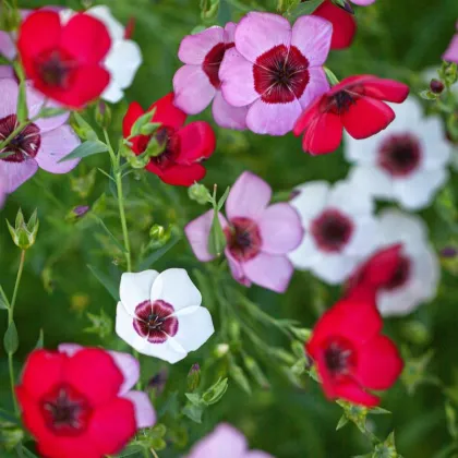 Len velkokvětý Tricolore - Linum grandiflorum - semena lnu - 100 ks