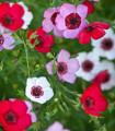 Len velkokvětý Tricolore - Linum grandiflorum - semena lnu - 100 ks