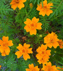 Aksamitník drobnokvětý oranžový - Tagetes tenuifolia - semena aksamitníku - 0,2 g
