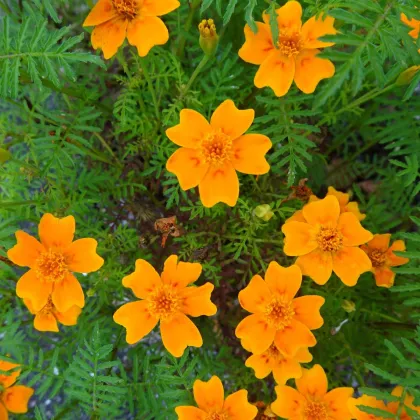 Aksamitník drobnokvětý oranžový - Tagetes tenuifolia - semena aksamitníku - 0,2 g