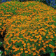 Aksamitník drobnokvětý oranžový - Tagetes tenuifolia - semena aksamitníku - 0,2 g