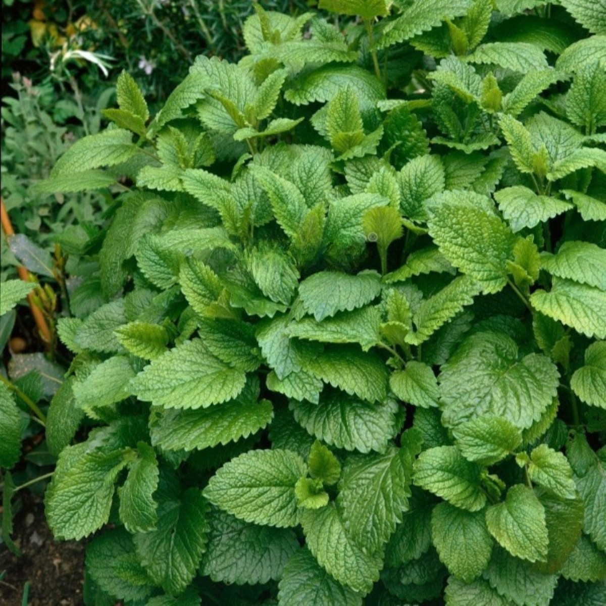 Meduňka Citra - Melissa officinalis - semena meduňky - 100 ks