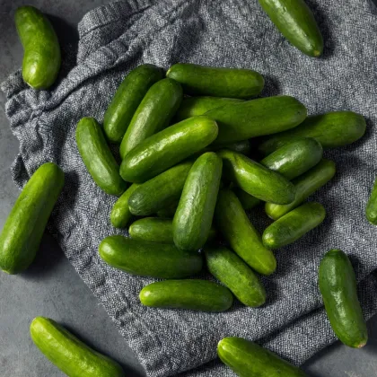 Okurka salátová Little Snack F1 - Cucumis sativus - semena okurky - 8 ks