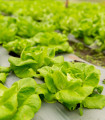 Salát hlávkový přezimující Humil - Lactuca sativa - semena salátu - 100 ks