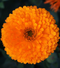 Měsíček lékařský Bon Bon oranžový - Calendula officinalis - semena měsíčku - 20 ks