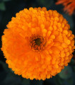 Měsíček lékařský Bon Bon oranžový - Calendula officinalis - semena měsíčku - 20 ks