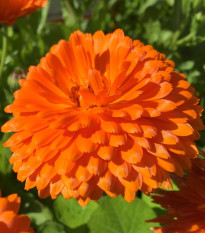 Měsíček lékařský Orange Double - Calendula officinalis - semena měsíčku - 50 ks