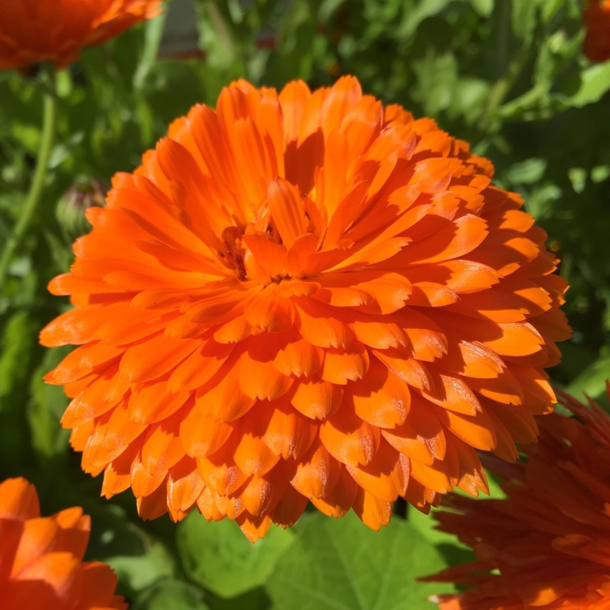 Měsíček lékařský Orange Double - Calendula officinalis - semena měsíčku - 50 ks