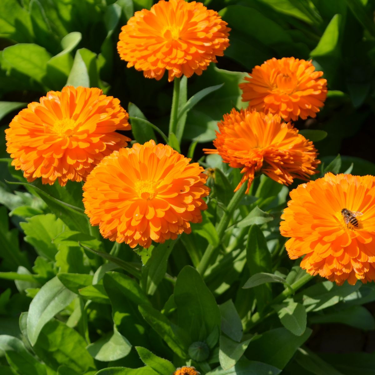 Měsíček lékařský Orange Double - Calendula officinalis - semena měsíčku - 50 ks
