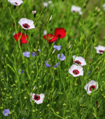 Len velkokvětý směs barev - Linum grandiflorum - semena lnu - 180 ks