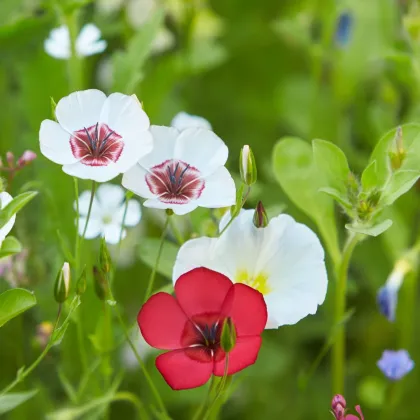Len velkokvětý směs barev - Linum grandiflorum - semena lnu - 180 ks