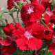 Hvozdík Chiba Red F1 - Dianthus interspecific - semena hvozdíku - 18 ks