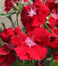Hvozdík Chiba Red F1 - Dianthus interspecific - semena hvozdíku - 18 ks