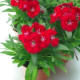 Hvozdík Chiba Red F1 - Dianthus interspecific - semena hvozdíku - 18 ks
