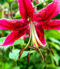 Lilie Miss Feya - Lilium - cibule lilie - 1 ks