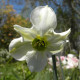 Narcis Sinopel - Narcissus - cibule narcisu - 3 ks