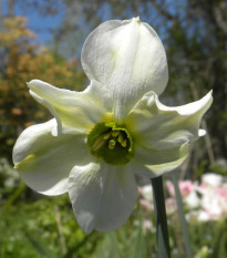 Narcis Sinopel - Narcissus - cibule narcisu - 3 ks