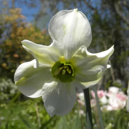 Narcis Sinopel - Narcissus - cibule narcisu - 3 ks