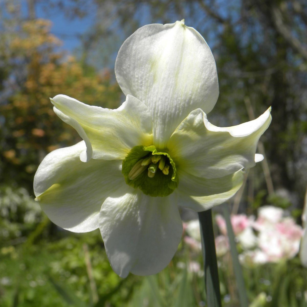 Narcis Sinopel - Narcissus - cibule narcisu - 3 ks