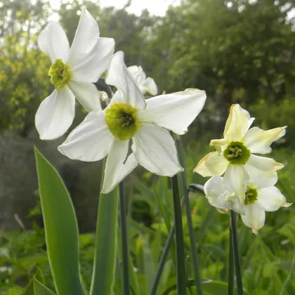 Narcis Sinopel - Narcissus - cibule narcisu - 3 ks