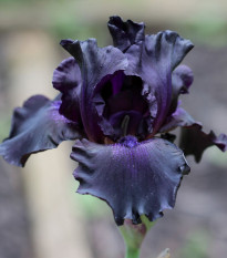 Kosatec německý Black Night - Iris germanica - hlízy kosatce - 1 ks