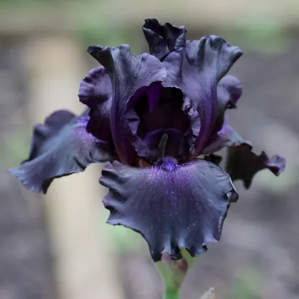 Kosatec německý Black Night - Iris germanica - hlízy kosatce - 1 ks