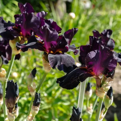 Kosatec německý Black Night - Iris germanica - hlízy kosatce - 1 ks