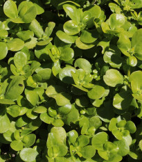 Šrucha zelná - Portulaca oleracea sativa - semena šruchy - 200 ks