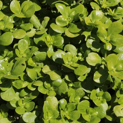 Šrucha zelná - Portulaca oleracea sativa - semena šruchy - 200 ks