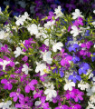 Lobelka převislá Color Cascade - Lobelia erinus pendula - semena lobelky - 500 ks