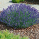 Levandule lékařská Provence Blue - Lavandula angustifolia - semena levandule - 15 ks